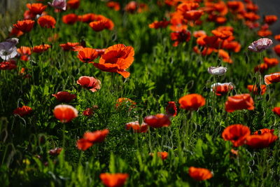 Close-up of red poppy flowers in field