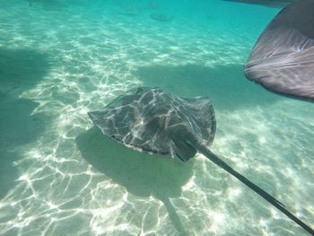 Fish swimming in sea