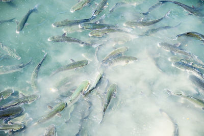 Fishes swimming in sea