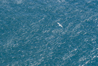 High angle view of jellyfish in sea