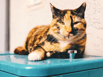 Close-up portrait of a cat