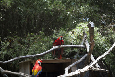 Two birds perching on a branch