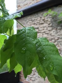 Close-up of leaves