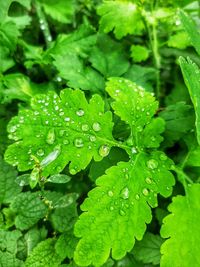 Close-up of raindrops on leaves