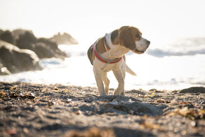 Dog looking away on beach