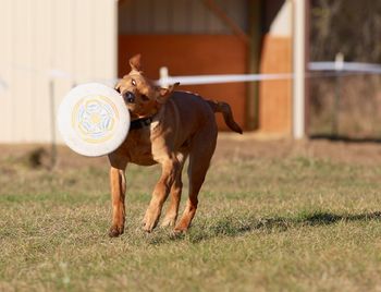 Playful dog holding plastic disc on field