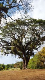 Trees growing on landscape