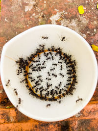 High angle view of insect on land