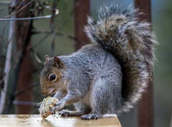 Lump of suet