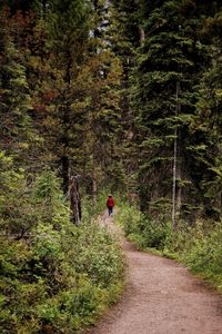 Rear view of people walking on footpath in forest