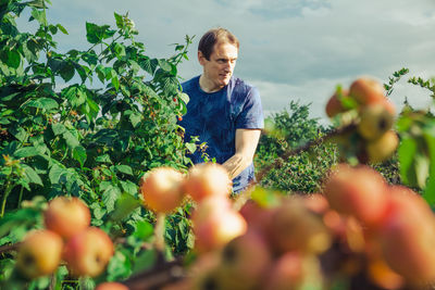 Portrait of a man in an apple orchard outside