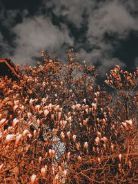 Low angle view of trees against sky during autumn