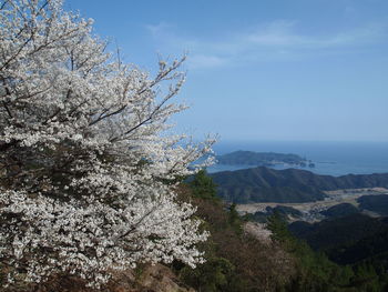 View of cherry tree by mountains against sky