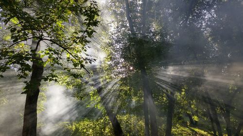 Trees in forest