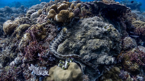 Snowflake moray eel at pagkilatan