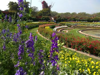 Purple flowering plants and trees on field