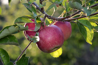 Close-up of apples growing on tree