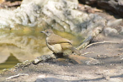 Close-up of bird perching on rock