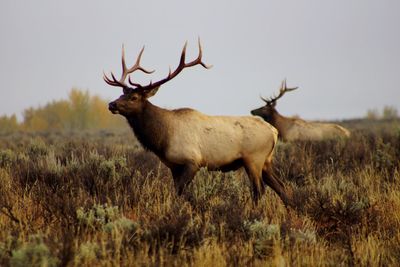 Deer standing on field