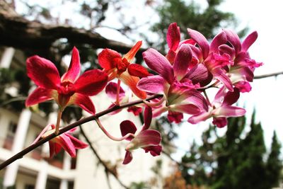 Close-up of pink flowering plant