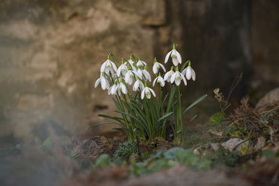 Close-up of white flowering plant on field