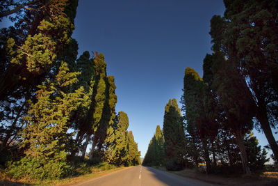 Road amidst trees against clear sky