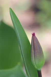 Close-up of flower bud