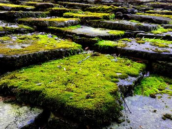 Scenic view of stream