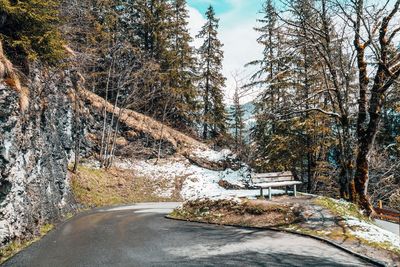 Road amidst trees during winter