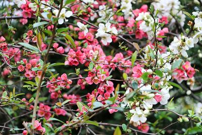 Close-up of pink flowers blooming outdoors