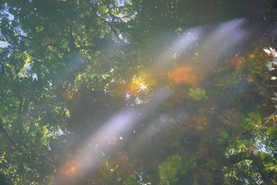 Trees against sky