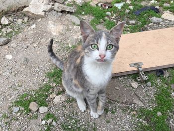 High angle portrait of cat by plants