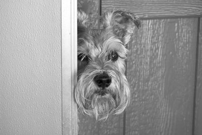 Close-up of dog peeking through door