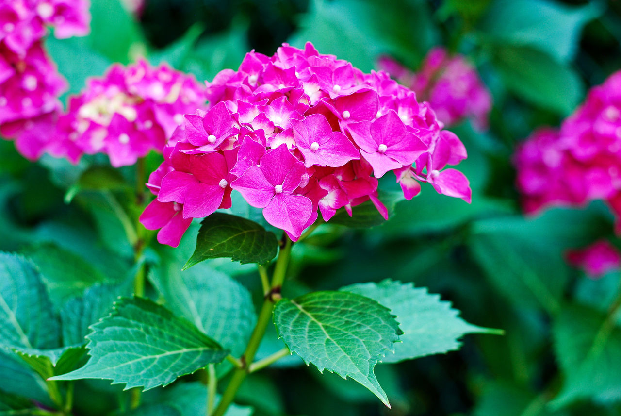 CLOSE-UP OF PINK FLOWER PLANT