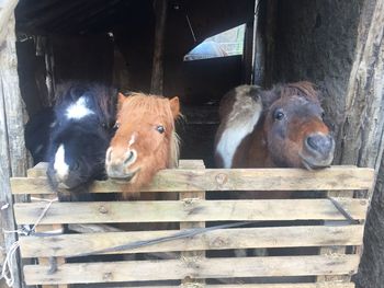 Portrait of an animal in pen