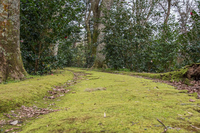 Scenic view of forest