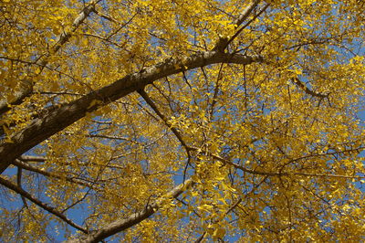 Low angle view of tree against sky during autumn