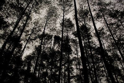 Low angle view of bamboo trees in forest