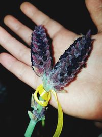 Close-up of hand holding purple leaf