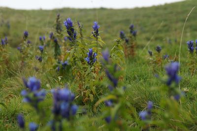 Close-up of purple flowers