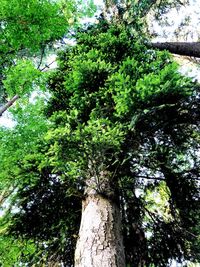 Low angle view of trees in forest