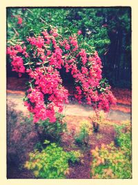 Pink flowers blooming on tree