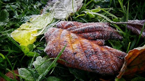 Close-up of mushroom growing on plant