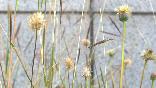 Close-up of dandelion blooming in field