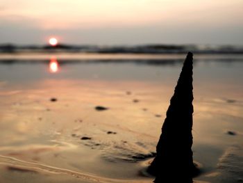 Close-up of driftwood on beach against sky during sunset