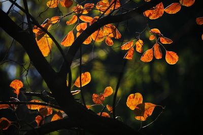 Close-up of orange flowering plant leaves during autumn