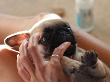 Close-up of pug biting woman finger