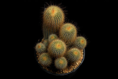 Close-up of succulent plant against black background