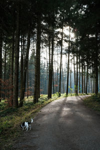 View of dog on road amidst trees in forest