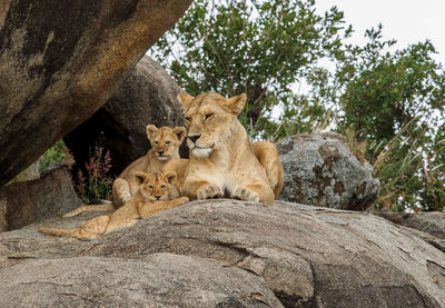 Lioness with cubs sitting on rock